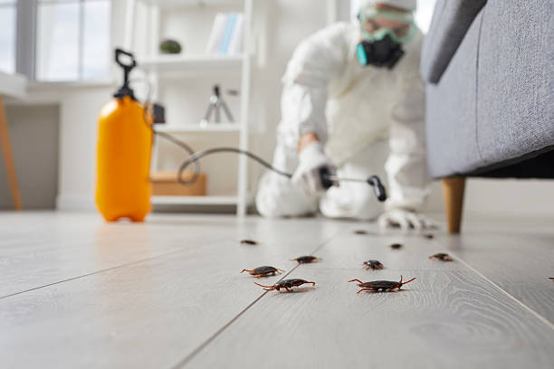 Post-Treatment Bed Bug Interceptor Monitoring in Waterville